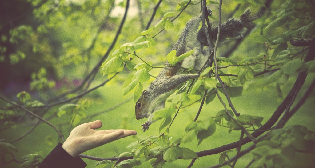 squirrel-st-james-park_effected