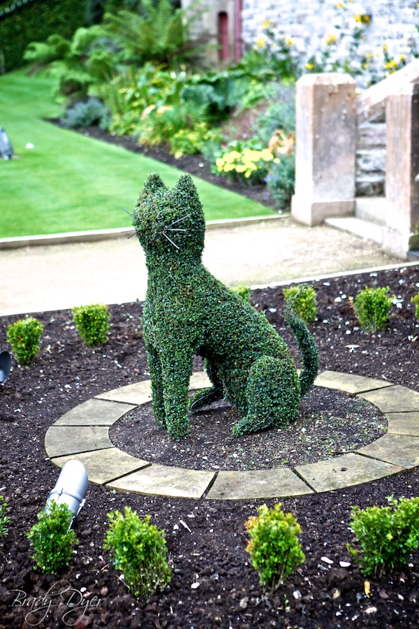 Cats at Belfast castle