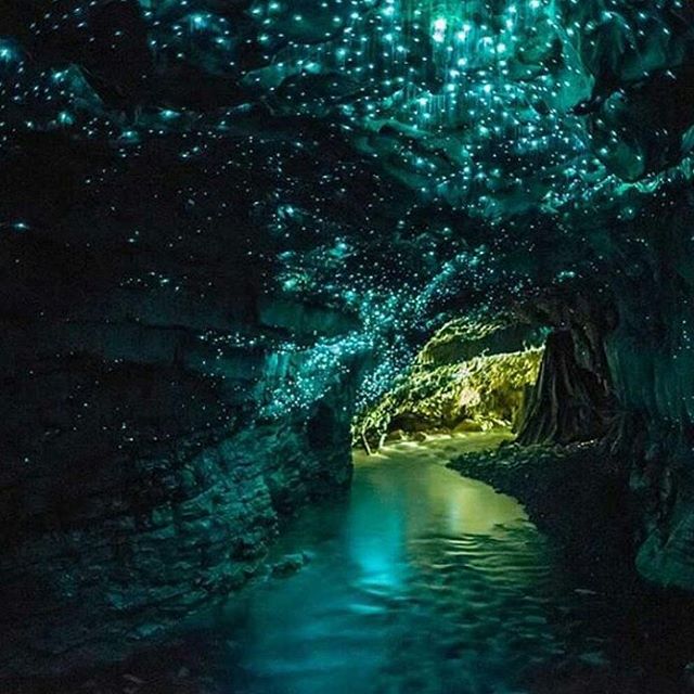 Waitomo Caves waitomo waitomoadventures